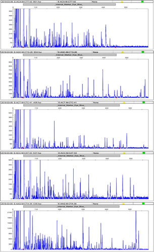 Figure 1. Electrophoretic results of some materials with five pairs of primers (E-ACA-M-CTT, E-AGC-M-CTG, E-ACT-M-CTC, E-ACC-M-CAT and E-AAG-M-CTA).