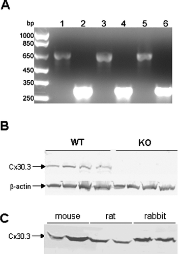 Figure 1 Detection of connexin 30.3 (Cx30.3) mRNA (A) and protein (B) in the kidney. (A) mRNA isolated from mouse whole kidney (lane 1) or from a mouse renal collecting duct cell line (M1, lanes 3, 5) was amplified by RT-PCR to detect Cx30.3 and β-actin (lanes 2, 4, 6). Bands approximately at the predicted sizes of 672 and 350 bp, respectively, were observed in both samples. (B) Western blotting with Cx30.3 antibodies produced a band of approximately 37 kDa in wild-type (WT) mouse kidney homogenates, while tissue homogenates from Cx30.3 knockout mice (KO; n = 4 each) failed to produce a signal. Incubation with a β-actin antibody produced a band of approximately 42 kDa and confirmed equal protein loading amounts. (C) Western blotting with Cx30.3 antibodies produced a single band of approximately 37 kDa in wild-type mouse, rat and rabbit kidney homogenates (n = 2 each).