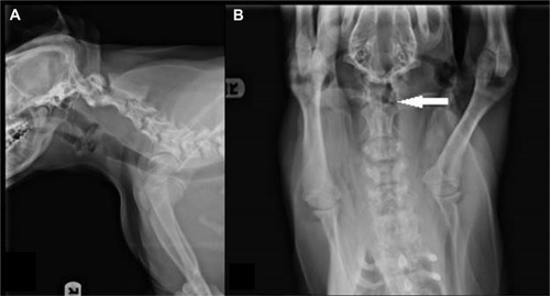 Figure 1 Radiographs of the head and neck. Left to right lateral radiographs of the neck (A) reveal atlantoaxial subluxation and shortened dens of C2 (white arrow). Additionally, C4–C5 junction is subluxated and vertebral bodies of C6 and C7 are not rectangular. (B) Ventral–dorsal radiographs of the cervical vertebrae highlight the separation of C1 and C2 (white arrow).