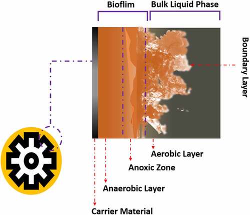 Figure 4. Schematics of moving bed biofilm reactor (MBBR) used for wastewater treatment.