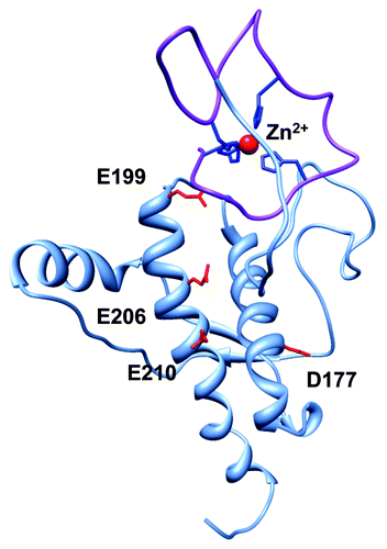 Figure 2. Global PrPC fold promoted by Zn2+, as demonstrated by Spevacek et al. using NMR and double label electron paramagnetic resonance.Citation25 The Zn2+ occupied octarepeat domain makes a tertiary contact with the surface formed by C-terminal helices 2 and 3. Note that helices 2 and 3 present a cluster of negatively charged residues that facilitate the tertiary contact, and that familial mutations weaken the fold.
