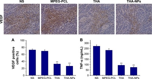 Figure 6 VEGF immunohistochemical staining of tumors and enzyme-linked immunosorbent assay for TNF-α.Notes: (A) Representative quantitative analysis of VEGF expression in xenografts from mice in various group. Original magnification, ×400. (B) Quantitative analysis of TNF-α in xenografts serum from mice in various groups. **P<0.01.Abbreviations: TNF-α, tumor necrosis factor-α; MPEG-PCL < methoxy poly(ethylene glycol)-poly(ε-caprolactone); NS, normal saline; THA, thalidomide; THA-NPs, nanoparticles loaded with thalidomide.