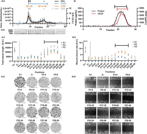 Figure 4. Analytical Size Exclusion Chromatography of hMSC-CM. (a) EV content of fractions evaluated by particle concentration measured by NTA i) (n = 3 x 60s videos, N = 3) and dot blots against CD63, CD81 and CD9 (N = 3, quantified by Normalised Relative Intensity, N.R.I, as in methods). (a) ii) Representative dot blot images as used for quantification in a) i) (images re-cut to align with graph). (b) Total protein and VEGF concentrations of each fraction (VEGF measured on pooled adjacent pairs and plotted at mid-point). (c) i) Quantification of total tubule length in tubule formation assay for pooled adjacent fraction pairs (N = 3, n = 6, mean ± SD of n shown for each N (replicates 1–3, R1-3)). (c) ii) Representative whole-well images of tubule structures formed in C i). Images inverted for clarity. Scale bar = 1 mm. (d) i) Quantification of wound closure rate for pooled adjacent fraction pairs (N = 3, n = 3, mean ± SD shown for each N (replicates 1–3, R1-3)). (d) ii) Representative images of scratch wounds for each fraction pair are shown for t = 15 h (endpoint). Scale bar = 100 μm. * and brackets: p < 0.05, **: p < 0.01, ***: p < 0.001, ****: p < 0.0001, (one-way within-subjects ANOVA and post-hoc Dunnett’s test vs earliest measured fraction/s or negative control (NTA: F6, DB: F1, Total protein: F1, VEGF: F7-8, Tubule length: C-, Wound Closure Rate: C-)).