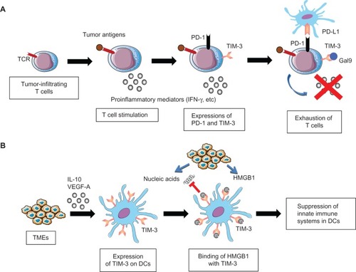Figure 2 Role of T cell immunoglobulin domain and mucin domain-3 (TIM-3) in cancer immunosuppression.Notes: (A) Exhaustion of T cells by TIM-3 and programmed cell death protein 1 (PD-1). Tumor-infiltrating T cells secrete interferon-γ (IFNγ) upon binding of tumor antigens by T cell receptors (TCR). However, TIM-3 and PD-1 are upregulated on tumor-infiltrating T cells upon chronic exposure to antigenic stimuli, and interact with galectin-9 (Gal9) and programmed cell death 1 ligand 1 (PD-L1) expressed on tumors or tumor-infiltrating stromal cells. These interactions impair the effector activities of tumor-infiltrating T cells, leading to cancer immunosuppression. (B) Immunosuppression of dendritic cells (DCs) by TIM-3. TIM-3 expression on DCs is induced via stimulation by interleukin (IL) 10 and vascular endothelial growth factor A (VEGF-A), which are mainly secreted from tumor microenvironments (TMEs). TIM-3 on DCs binds high mobility group box 1 (HMGB1) from inflammatory TMEs, and negatively regulates the HMGB1-mediated recruitment of TMR-derived nucleic acids, thereby suppressing the innate immune systems. As a result, TIM-3 on DCs enables tumors to acquire immunosuppressive capabilities.