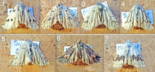 Figure 3. Typical models representing the seven Declana floccosa forms described by Hudson (Citation1888), but not in the same numerical sequence.