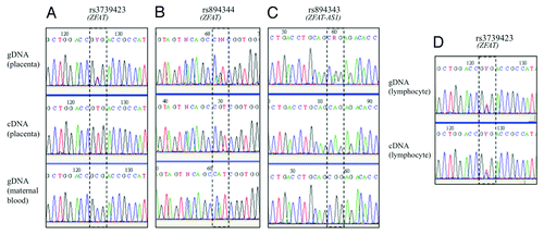 Figure 1. Sequencing results of SNPs in the human ZFAT and ZFAT-AS1 genes. Imprinted expression was deduced by comparing genotypes of gDNA, cDNA and maternal gDNA, in placenta using SNPs rs rs3739423 (A), rs894344 (B) and rs894343 (C) and in lymphocytes (D).