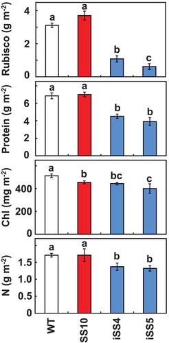 Figure 2. Rubisco, total soluble protein, chlorophyll and nitrogen contents. Uppermost fully expanded leaves (10th leaf blade at 10.5 leaf stage) were used for experiments. Data represent the mean ± SD of five biological replicates. Different letters above the bars indicate significant difference (P < 0.05) between lines determined by Tukey’s test