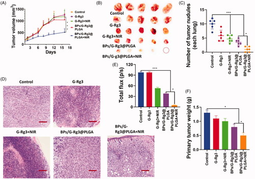 Figure 4. BPs/G-Rg3@PLGA incited lung metastases suppression in the orthotopic animal models. (A) Primary tumor volume growth. (B) Primary tumor photographs after 16 days of growth on the fat mammary pads, where the orthotopic injections of 4T1-luc (1 × 104 cells/per mouse) was achieved, treatment without or with laser NIR radiations followed by G-Rg3 and BPs/G-Rg3@PLGA. (C) Metastatic lung nodules number 16 days after the mice sacrifice, from different groups. (D) H and E staining photographs of tumor pieces from various group displaying the extended pieces. (E) The metastatic lung tumor quantitative data. (F) Primary tumor weights. Scale bar 100 µm. The data are represented as the means ± SD; *p< .05, and ***p< .001.