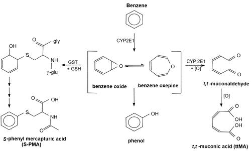 Figure 1. Main urinary metabolites formed by oxidative metabolism of benzene and applied as biomarkers for benzene exposure.