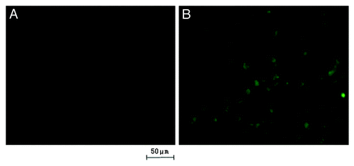 Figure 4. Fluorescein isothiocyanate (FITC) was labeled onto the nanoparticles to visualize the uptake of nanoparticles. Fluorescent signal was observed directly under the fluorescence microscope with an unaided eye. The signal of RGD-conjugated BSANPs treated cells (B) was higher than that of BSANPs without RGD conjugation (A).