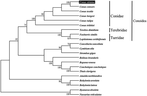 Figure 1. Phylogenetic tree generated using the Neighbour-joining method with 1000 bootstrap replicates based on complete mitochondrial genomes. C. striatus (KX156937), C. consors (KF887950), C. textile (DQ862058), C. borgesi (EU827198), C. tulipa (KR006970), C. tribblei (KT199301), Terebra dimidiate (EU827196), Fusiturris similis (EU827197), Lophiotoma cerithiformis (DQ284754), Cancellaria cancellata (EU827195), Cymbium olla (EU827199), Strombus gigas (KM245630), Bolinus brandaris (EU827194), Rapana venosa (KM213962), Concholepas concholepas (JQ446041), Thais clavigera (DQ159954), Amalda northlandica (GU196685), Babylonia areolata (HQ416443), B. lutosa (KF897830), Ilyanassa obsoleta (DQ238598) and Nassarius reticulatus (EU827201).