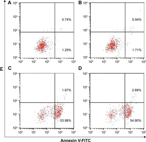 Figure 6 Flow cytometric analysis for the cell apoptosis after p53 transfection through Annexin V-FITC/PI staining: (A) control; (B) free p53 plasmid; (C) PEI25K/p53; and (D) Chol-g-PMSC-PPDL/p53.Abbreviation: PEI25K, poly(ethylenimine) with a weight-average molecular weight of 25,000 g/mol.