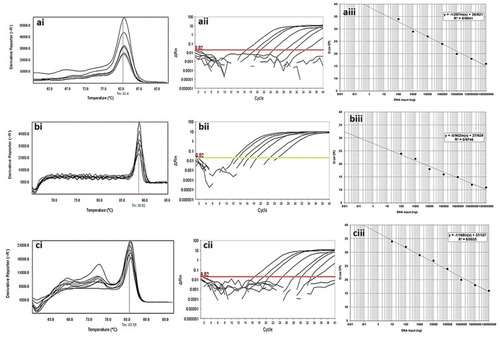 Figure 5 Analytical sensitivity of real-time PCR for primers used to detect class A β-lactamases genes in clinical isolates of P. aeruginosa. ai to aiii: blaTEM gene; ai: Melting curve in 82.4°C; aii: Amplification curve; and aiii: Standard curve with efficiency=1.429. bi to biii: blaSHV gene; bi: Melting curve in 88.52°C; bii: Amplification curve; and biii: Standard curve with efficiency=1.742. ci to ciii: blaKPC gene; ci: Melting curve in 83.55°C; cii: Amplification curve; and ciii: Standard curve with efficiency=1.575. The mean of a: 108; b: 107; c: 106; d: 105; e: 104; f: 103; g: 102; h: 101 and i: 10° CFU/mL of DNA dilutions. Horizontal lines represent cycle threshold of Real-time PCR. One peak with a shoulder corresponds to genomic DNA amplification; no peak corresponds to no amplification. SYBR Green I Dye and single-tube reaction were used in this test. Also, Real-Time PCR was performed as single-step.