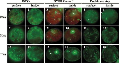 Figs 1–18. Fluorescence microscopic observation of various mitochondria during zygote maturation in the dark. Figs 1–18. Fluorescence micrographs of zygotes stained with DiOC6 (Figs 1, 2, 7, 8, 13, 14), SYBR Green I (Figs 3, 4, 9, 10, 15, 16), and both SYBR Green I and DiOC6 simultaneously (Figs 5, 6, 11, 12, 17, 18). Figs 1, 3, 5, 7, 9, 11, 13, 15, 17. Images focused on the surface of a single zygote. Figs 2, 4, 6, 8, 10, 12, 14, 16, 18. Images focused on the inside of a single zygote. The images of the cells were taken 0 (Figs 1–6), 3 (Figs 7–12), and 7 days (Figs 13–18) after transfer to darkness. Dark treatment for zygote maturation started immediately after day 1 of zygote formation. Asterisk: cell nucleus. Arrow: chloroplast nucleoid. Arrowhead: mitochondrial nucleoid. Scale bar: 5 µm.