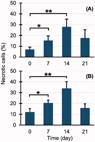 Figure 3. Percentage of necrotic cells in carbon monoxide (CO) poisoning group: (A) haematoxylin/eosin (HE) stained and (B) 8-hydroxy-2′-deoxyguanosine (8-OHdG) stained. *p < .05, **p < .01.