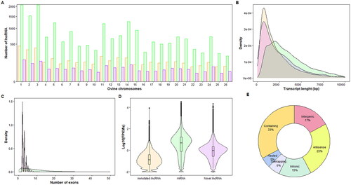 Figure 3. Long non-coding RNA (lncRNA) characterization. The colors used to represent the different transcript categories (green for protein-coding genes, orange for annotated lncRNAs in the sheep reference genome and purple for novel lncRNAs) are the same for A, B, C and D. (A) Bar graph showing the number of genes (Y-axis) per chromosome in the 26 sheep autosomes (X-axis). For better visualization of the bar graph, a square root transformation has been used on the Y-axis. (B) Density plot showing the length of the genes. The X-axis represents the transcript length in base pairs (bp) and the Y-axis the number of transcripts. (C) Density plot showing the number of exons (X-axis) per transcript in each of the categories of the transcripts considered (Y-axis). (D) Expression levels measured in the logarithm of fragments per kilobase million (Log10(FPKMs); Y-axis) of the three transcript categories. (E) Classification of novel lncRNAs into classes by genomic location according to the sheep reference genome.