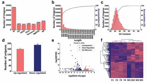 Figure 3. Quality control and overview of the transcriptome. (a) Number of unigenes and unigenes annotated in GO, KEGG, Pfam, Swissprot, eggNOG and NR database, (b) Length distribution of unigenes, (c) GC content distribution of unigenes. The abscissa of B and C are the unit of measurement. The primary ordinate of B and C correspond to the histogram representing the number of unigenes, while the secondary ordinate represent the cumulative percentage, (d) The number of up and down regulated unigenes with female vs. male, (e) Volcanic plot of differentially expressed unigenes, the abscissa represents log2 (fold change) (indicates the relative change trend) and the ordinate represents –log FDR (the negative logarithmic form of FDR represents the differential expression of genes, which can be well displayed on the ordinate). Each dot represents a unigenes, the red dot represents the up-regulated unigenes while the blue dot represents the down-regulated unigenes, and the grey dot represents the unigenes without significant difference, (f) Cluster heat map of the annotated unigenes. F1, F2, F3 and F4 represent the four groups of female scorpions and M1, M2, M3 and M4 represent the four male groups of scorpions.