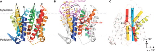Figure 1. General architecture of NhaA Na+/H+ antiporter. (A) Ribbon representation of the crystal structure of NhaA (Hunte et al. Citation2005) viewed parallel to the membrane (broken line). The 12 TMs are labeled with Roman numerals. The cytoplasmic and periplasmic funnels are marked (black line). Cytoplasmic- and periplasmic-oriented TMs are denoted c and p, respectively. (B) Functional organization in NhaA (Padan Citation2008). A stick-and-ball representation of functionally important residues: in the putative active site (red or black) and the pH sensor (yellow or magenta). (C) The TM IV/XI assembly with the interrupted TMs and the putative active site (red circle). The Figures were generated by PyMOL.
