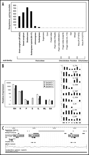 Figure 2 Survey of sorgoleone production in grasses, expression patterns of O-methyltransferase-like sequences identified in root hairs, and genomic organization of SbOMT3-like copies are shown. (A) Sorgoleone contents were determined in root extracts prepared from representative Poaceae accessions by GC-MS analysis;Citation14,Citation20 including grain sorghum (S. bicolor ‘BTx623’), sweet sorghum (S. bicolor ‘Della’), shattercane (S. bicolor ssp. drummondii), sorghum-sudangrass hybrid (S. bicolor × sudanense ‘SX-17’), johnsongrass (S. halapense L. Pres.), sudangrass (S. sudanense ‘Excel’), sugarcane (Saccharum spp. hybrid ‘HoCP 91-555’), corn (Zea mays ‘Merit’), foxtail millet (Setaria italica ‘Golden German’), pearl millet (Pennisetum glaucum ‘Tifleaf2’ and ‘IKMV8201’), finger millet (Eleusine coracana ‘Indaf-8’ and ‘VL-110’), Oat (Avena sativa ‘Bob’), wheat (Triticum aestivum ‘Coker 9553’) and two allelopathic rice varieties (Oryza sativa ‘PI271672’ and ‘PI312777’)Citation21. Averages obtained from replicate samples are shown, and associated Poaceae subfamilies are indicated by brackets as assigned by Kellogg.Citation22 (B) Relative expression patterns in different sorghum tissues for OMT-like sequences identified in root hairs were determined by quantitative real-time RT-PCR. SbOMT1-3 graph (shown at left) was adapted from Baerson et al.;Citation14 contig I.D. numbers for the remaining 9 OMT-like sequences identified (shown at right) are provided within each graph. RH, root hair; R, total root; P, panicle; S, stem; IL, immature leaf; ML, mature leaf; SA, shoot apex. (C) Sorghum Genome Browser return (http://www.phytozome.net) is shown indicating three closely-linked SbOMT3-like copies within the S. bicolor (‘BTx623’) genome (corresponding to GenomeScan1 predicted ORFs Sbi_0.22024, Sbi_0.22025 and Sbi_0.22026 shown in figure).