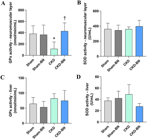 Figure 6. GPx [a, c] and SOD [b, d] activity in the colonic neuromuscular layer and the liver of experimental groups. One-way ANOVA with Sidak post-test. (*) means statistical difference compared to Sham group (p = 0.0192); (†) means statistical difference compared to CKD group (p = 0.0488). [a] Sham, n = 5; Sham-BN, n = 5; CKD: n = 4; CKD-BN: n = 5. [b] Sham, n = 5; Sham-BN, n = 5; CKD: n = 5; CKD-BN: n = 5. [c] Sham, n = 4; Sham-BN, n = 4; CKD: n = 4; CKD-BN: n = 4. [d] Sham, n = 4; Sham-BN, n = 4; CKD: n = 4; CKD-BN: n = 4. GPx: Glutathione peroxidase; SOD: superoxide dismutase.