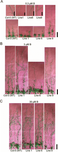 Figure 3 Reproductive growth of transgenic lines in hydroponic culture. Transgenic plants were grown for 49 d in hydroponic cultures supplemented with (A) 0.3, (B) 3, and (C) 30 µM boric acid. Upper panels in (A) show seed pods or flowers. Scale bars indicate 10 and 50 mm in the upper and lower panels, respectively.