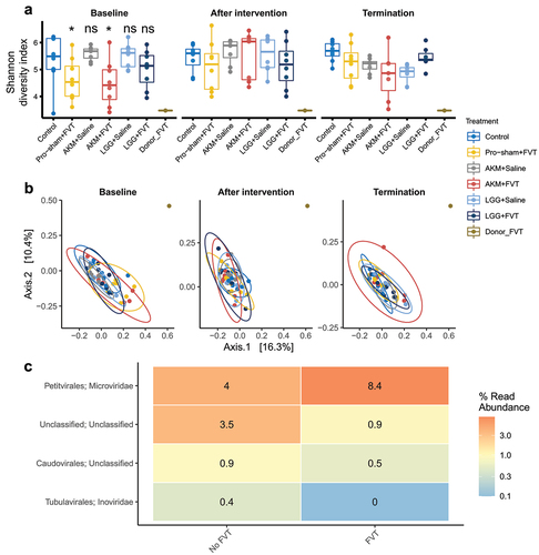 Figure 4. Gut virome analysis of A) the viral diversity (Shannon diversity index) and B) PCoA plots of the viral composition (Bray-Curtis dissimilarity) at baseline, after intervention, and termination. C) relative abundance of viral contigs with significant differential abundance (p < 0.05) between FVT treated mice and mice not receiving FVT, summarized at family level. Abbreviations: Lacticaseibacillus rhamnosus GG = LGG, Akkermansia muciniphila = AKM, fecal virome transplantation = FVT, Pro-sham = probiotic sham.