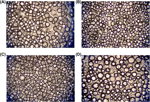 Figure 8 Optical micrographs of poly(GDMA-co-GDGDA) beads synthesized with different amounts of diluent. Amounts of diluent: (A) 2, (B) 3, (C) 4, and (D) 5 mL respectively. Original Magnification 125×.