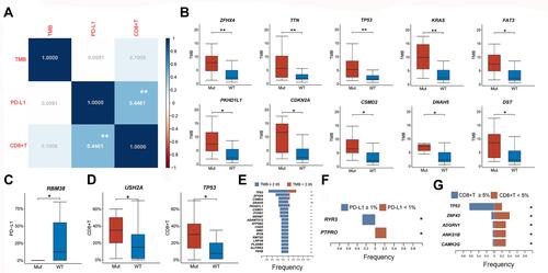 Figure 3 Differential expression of TMB, PD-L1 expression, CD8+ T infiltration based on gene mutation status. (A) The association among TMB, PD-L1 expression and CD8+ T infiltration. The numbers are shown as correlation coefficient between each of them. (B) TMB expression in PSC patients with wild type and high frequency mutations in ZFHX4, TTN, TP53, KRAS, FAT3, PKHD1L1, CDKN2A, CSMD2, DNAH5, DST. (C) PD-L1 expression in PSC patients with wildtype and mutant RBM38. (D) CD8+ T cell infiltration in PSC patients with wildtype and mutant USH2A, TP53. (E) Plots showing the contribution of gene signatures in TMB high and TMB low. (F) Plots showing the contribution of gene signatures in PD-L1 high and PD-L1 low. (G) Plots showing the contribution of gene signatures in CD8+ T cell high and CD8+ T cell low. *:p < 0.05; **: p < 0.01.