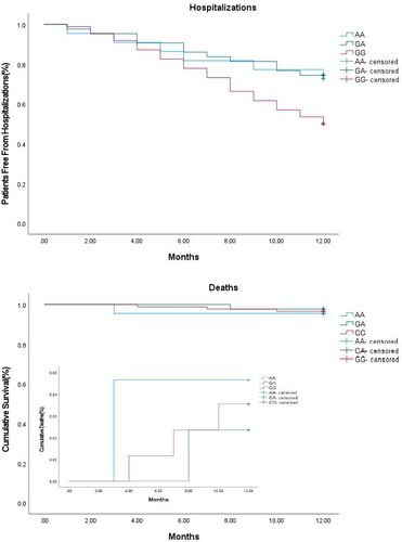 Figure 2 Cumulative one-year hospitalizations and deaths among COPD subgroups with different genetic polymorphism of LTA4H. The time-to-event cumulative hospitalization-free rate in patients with GG type is lower than those of patients with AA and GA types, whereas no difference is found between patients with AA, and GA types (P = 0.019) (Panel A). No difference is found with respect to time-to-event cumulative survival rate among patients with AA, GA, and GG types (P = 0.879) (Panel B). Note: COPD, chronic obstructive pulmonary disease; LTA4H, Leukotriene A4 hydrolase; AA, wild-type; GA, mutant heterozygous; GG, mutant homozygous.