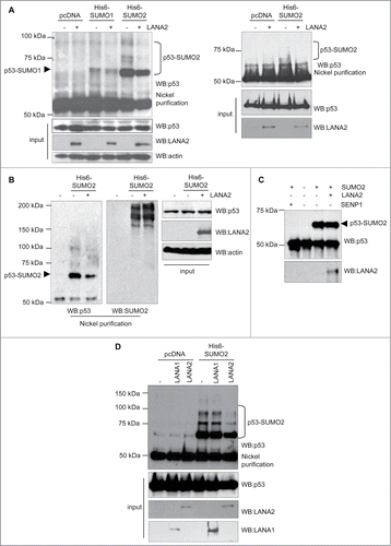 Figure 1. LANA2 reduces SUMO2 conjugation to p53 in vivo. (A) SUMO2 conjugated p53 decreases in both, HEK-293 cells (left panel) and MHH–PREB-1 cells (right panel) after expression of LANA2. (B) LANA2 does not have a general effect on SUMO2 conjugation process. (C) LANA2 does not significantly affect p53-SUMO2 conjugation in vitro. (D) LANA2 but not LANA1 inhibits p53-SUMO2 modification in HEK-293 cells.
