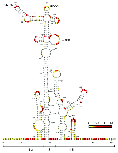 Figure 1. Secondary RNA structure of the FMDV IRES. Domains 1, 2, 3, 4, and 5 as well as the positions of the conserved GNRA, RAAA, and C-rich motifs are indicated. Nucleotide accessibility is colored according to SHAPE reactivity obtained using NMIA and 5′-radiolabeled primers.Citation7 SHAPE reactivity was calculated as describedCitation61 and represented in a colored scale in which 0 indicates an unreactive nucleotide and the average intensity at highly reactive nucleotides is set to 1.0. RNA structure was viewed with VARNA.Citation60