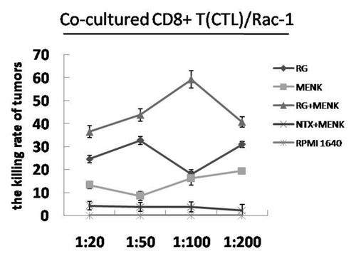 Figure 6. CTL cytotoxicity. The CTL cells were incubated with Rac-1cells (in a ratio of 1:20, 1:50, 1:100 and 1: 200) for 5d. At the ratio 1:100, The CTL cells treated with RG + MENK showed the best cytotoxicity to kill tumor cells( p <0.01).