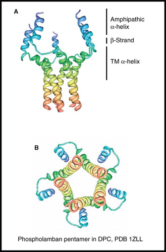 Figure 6. NMR structure of phospholamban homopentamer. Structure of phospholamban homopentamer in DPC; (A) view from the membrane plane and (B) view from the cytosol. These pictures were produced using the PDB file and PDB Protein Workshop 3.9 (Moreland et al. Citation2005). This Figure is reproduced in colour in Molecular Membrane Biology online.