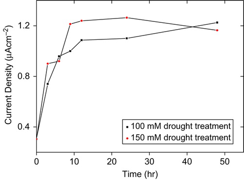 Figure 2. Effect of drought on O2•−  production in tomato plants seedling after 48 hours treatment.