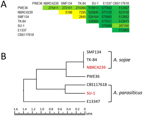 Figure 4. (A) Total SNP counts from paired genome sequence comparisons among PWE36, Aspergillus sojae strains, and Aspergillus parasiticus isolates; (B) Phylogenetic tree inferred from concatenated sequences of total SNPs by the Neighbor-Joining method with 100 bootstrap iterations. The number of total SNP count for each sequence was 618,048. The estimated divergence time (1.1 mya) between A. parasiticus SU-1 and A. sojae NRBC4239 was derived from the reference divergence time scale (3.8 mya) between Aspergillus flavus NRRL3357 and Aspergillus oryzae RIB40 [Citation38].