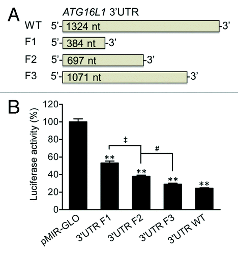 Figure 1.ATG16L1 3′UTR reduces firefly luciferase activity. (A) pMIR-GLO reporter vectors were constructed containing the ATG16L1 WT 3′UTR or truncated 3′UTR fragments, F1, F2, and F3, which were 384, 697, and 1071 nt in length, respectively. (B) HCT116 cells were transfected with the vectors containing the WT, F1, F2 or F3 ATG16L1 3′UTR or a pMIR-GLO vector control (200 ng/ml or 50 ng/well in 48-well plates). Firefly luciferase activity was measured and normalized to renilla luciferase activity. The data are expressed as the mean ± SEM (n = 4). **P < 0.01 vs the control pMIR-GLO vector. ‡P < 0.01 vs the 3′UTR F1. #P < 0.05 vs the 3′UTR F2.