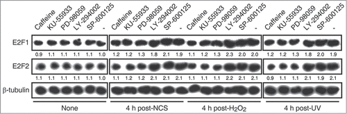 Figure 3. E2F1 and E2F2 transcriptional upregulation requires ATM/ATR and MEK kinases activity. SH-SY5Y cells incubated 1 h with 5 mM caffeine, 10 μM KU-55933, 10 μM PD-98059, 50 μM LY-294002 or 25 μM SP-600125 and harvested after a 4 h treatment with NCS, H2O2 or UV. Total RNA was extracted and subjected to Northern blot analysis with the [32P]-labeled probes shown in the left margin. The numbers under the bands indicate E2F1 and E2F2 quantitation normalized to β-tubulin and None (-) condition.