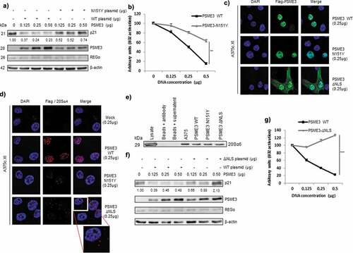 Figure 4. PSME3 regulates the nuclear proteasomal pathway. (a) Western blotting was performed to analyze and quantify PSME3, REGα and p21 protein expression in A375cXI cells (relative to the housekeeping protein β-actin). The cells were transfected with a construct expressing PSME3 WT or the mutated PSME3 N151Y at different concentrations or with a corresponding empty construct for 48 h. Protein levels are indicated below each gel. (b) A375cXI cells transiently expressing the mouse H-2Kb molecules and the intron-derived SL8 epitope. The same cells were co-transfected with increasing amounts (from 0 to 0.5 μg) of constructs expressing Flag-PSME3 WT or the mutated Flag-PSME3-N151Y at different concentrations and then incubated with the B3Z T cell hybridoma for 16 h. Data are the average of at least three independent experiments ± SD minus the values from mock-transfected cells. (c) A375cXI cells were transfected with a construct expressing a Flag-PSME3 WT or a Flag-PSME3 N151Y or a Flag-PSME3-ΔNLS. The Flag tag was stained with Alexa Fluor 488, and the nuclei were stained with DAPI. Cells were analyzed by confocal microscopy. As expected, the exogenous PSME3 WT and PSME3-N151Y proteins were localized in the nuclei, when PSME3ΔNLS was localized in the nucleus and in the cytoplasm. (d) The interactions of the 20S proteasome with the exogenous Flag-PSME3 WT or a Flag-PSME3-N151Y or a Flag-PSME3-ΔNLS constructs were analyzed using DuoLink. PLA was performed using an antibody against the Flag tag and α4 subunit – of the 20S proteasome. Staining was analyzed by confocal microscopy. (e) Immunoprecipitation was performed using the PSME3 antibody, and Western blotting was carried out using an antibody against the 20S α6 subunit. For that purpose the A375cXI CRISPR cell line was transfected with the different Flag-PSME3 constructs and a comparison was made with the endogenous PSME3 in the A375 for the capacity of the Flag construct to bind to the 20S core compare to the endogenous PSME3. This experiment confirmed the interaction of the 20S proteasome and exogenous PSME3 WT or PSME3-N151Y. (f) Western blot analysis and quantification (relative to the housekeeping protein β-actin) of PSME3, REGα and p21 protein levels in A375c.XI cells transfected with a construct expressing PSME3-WT or PSME3-ΔNLS at different concentrations or with a corresponding empty construct for 48 h. Protein levels are indicated below each gel. (g) A375cXI cells transiently expressing the mouse H-2Kb molecules and intron-derived SL8 epitope. The same cells were co-transfected with increasing amounts (from 0 to 0.5 μg) of constructs expressing Flag-PSME3 WT or the mutated Flag- PSME3-ΔNLS at different concentrations and were incubated with the B3Z T cell hybridoma for 16 h. Data are the average of at least three independent experiments ± SD minus the values from mock-transfected cells.