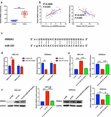 Figure 6. Hsa_circ_0039569 regulated the expression of HMGA1 by targeting miR-197. (a) Expression of HMGA1 in normal tissues and endometrial carcinoma tissues was detected by qRT–PCR. (b) Correlations between miR-197 and HMGA1 or HMGA1 and hsa_circ_0039569 were assessed by Pearson’s correlation coefficient test. (c) Illustration of the predictive binding site between miR-197 and HMGA1. (d) A dual luciferase reporter assay was performed to verify the interaction of miR-197 and HMGA1. (e and f) Hsa_circ_0039569 was overexpressed in HEC-1-B cells with miR-197 mimics or was knocked down in Ishikawa cells with a miR-197 inhibitor. The level of HMGA1 was evaluated by qRT–PCR (e) and Western blot (f). * denoted P < 0.05, ** denoted P < 0.01.