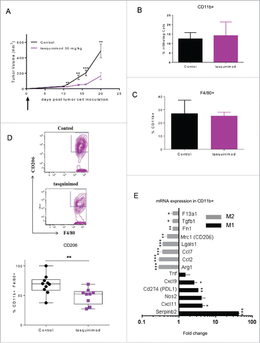 Figure 3. Tasquinimod treatment modulates the immunosuppressive activity of tumor-infiltrating myeloid cells (A) MBT-2 tumor growth treated with the most effective dose of tasquinimod in this model: 30 mg/kg (oral gavage, twice daily) using 10 mice per group. Treatment was initiated at day 1 post-tumor cell inoculation (Student test; **p < 0.005; ***p < 0.001). (B) Quantitative data of the percentage of (B) tumor infiltrating myeloid cells (CD11b+), (C) macrophages (CD11b+ F4/80+) and (D) M2 macrophages (CD11b+ F4/80+ CD206+) at day 20. Representative gating strategy is shown in the upper figure. Quantitative data were pooled from two independent experiments in the lowest figure. Each experiment was conducted with five mice per group using cytometric analysis (Student test; *p < 0.05). (E) CD11b+ cells were sorted from MBT-2 tumors treated or non-treated with tasquinimod at 30 mg/kg for 20 d using BD FACSAria II. mRNA levels are normalized by cyclophilin-A mRNA level (delta CT method). Data are expressed relative to their respective control set to 1. Fold change of gene expression profiling for M2 (gray bars) or M1 markers (black bars) of TAMs is indicated. Data are mean ± SEM. Asterisks denote statistical significance using student test (*p < 0.05; **p < 0.005; ***p < 0.001).