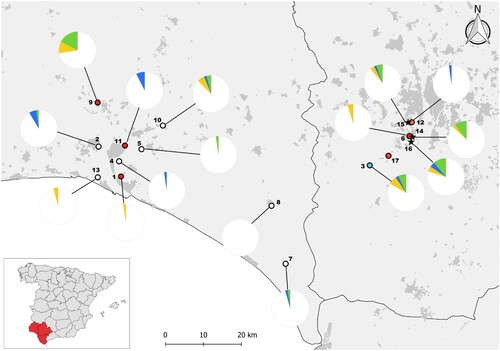 Figure 1. Localities of mosquito collection marked with empty dots for localities without WNV positive mosquito pools and red dots for the localities where at least one pool has been positive for WNV. A blue dot identifies the locality where an Usutu and several WNV positive pools of Cx. perexiguus were captured and an orange dot the locality where a WNV infected Cx. pipiens and three CxFv infected mosquito pools were captured. Pies indicate the prevalence of WNV (green), USUV (blue) and undetermined flavivirus (orange) antibodies in house sparrows as determined by seroneutralization in 13 localities sampled between July and August 2020, before the detection of WNV human cases, and at three urban localities between September and October 2020 after the outbreak of WNV human cases (localities marked with stars, that correspond from north to south to Palomares del Río, Coria del Río and Puebla del Río). The numbers correspond to the locality names listed in Table 2. Locality 17 corresponds to Cañada de los Pájaros, where only mosquitoes and not house sparrows were captured.