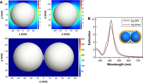 Figure 4 (A) Simulated local electric field distributions of Ag NPs (top) and the Ag NP dimer (bottom). (B) Simulated extinction spectra of Ag NPs and Ag NP dimers.Note: (B) a and b indicate the regions of the hotspots of NP dimers and the vicinity of Ag NPs, respectively.Abbreviation: NP, nanoparticle.