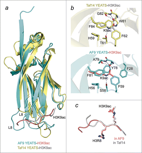 Figure 1. A comparative structural analysis of the AF9-H3K9ac and Taf14-H3K9ac complexes. (A) An overlay of ribbon diagrams of the AF9 YEATS domain (cyan) in complex with the H3K9ac peptide (salmon) and the Taf14 YEATS domain (yellow) in complex with the H3K9ac peptide (gray). (B) The Taf14 (yellow) and AF9 (cyan) aromatic cages highlighting the interactions with K9ac. Red spheres represent water molecules, and apparent hydrogen bonds are indicated by blue dashes. For clarity backbone atoms were removed, unless involved in hydrogen bonds. (C) Superimposition of the H3K9ac peptides bound by Taf14 (gray) and AF9 (salmon) reveals that the RKac motif adopts a very similar conformation in both complexes. PDB IDs 4TMP and 5D7E.
