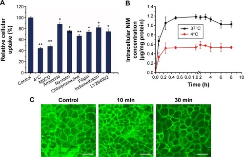 Figure 3 Endocytosis mechanism of NIM nanomicelles in Caco-2.Notes: (A) Cellular uptake under different conditions; (B) quantitative detection of intracellular NIM during endocytosis process at 37°C and 4°C, respectively; (C) effect of the nanomicelles on F-actin filaments of Caco-2 cell monolayer observed under LCSM, scale bar =25 μm. Magnification was 400×. Data represent mean ± SD (n=3). *P<0.05, versus control; **P<0.01, versus control.Abbreviations: HS15, PEG-660 ester of 12-hydroxystearic acid; NIM, nimodipine; PEG, polyethylene glycol; LCSM, laser confocal scanning microscopy; MβCD, methyl-β-cyclodextrin; SD, standard deviation; h, hours; min, minutes.