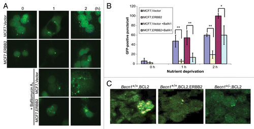 Figure 4. Transient ERBB2 overexpression inhibits stress-induced autophagy in human breast cancer cells. (A) GFP-fluorescence microscopy of EGFP-LC3B-expressing MCF7 cells transiently transfected with a ERBB2-expressing or vector control plasmid under nutrient deprivation conditions for 0, 1, and 2 h without and with bafilomycin A1 (BafA1, 25 nM). (B) Autophagy quantification of (A) based on number of GFP-fluorescent puncta per cell. Each data point is an average of triplicate experiments ± SD after quantifying puncta in 100 cells per experiment. *P value < 0.05; **P value < 0.01. (C) GFP-fluorescence confocal microscopy of tumor cell plaques dissected 24 h post orthotopic implantation of BCL2-expressing Becn1+/+ (left panel), BCL2- and ERBB2-expressing Becn1+/+ (middle panel), and BCL2 expressing Becn1+/− (right panel) iMMECs in nude mice.