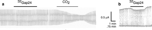Figure 1 Membrane currents in oocytes expressing (a) Cx32E143 or (b) Panx1. Currents were induced by 5-mV voltage steps from a holding potential of −20 mV in (a) or 120 mV steps from a −60 mV holding potential in (b). Peptide 32Gap24 applied at 200 μ M did not affect Cx32E143 channels but reversibly inhibited Panx1 channels. Cytoplasmic acidification by CO2 reversibly inhibited Cx32E143 channels.