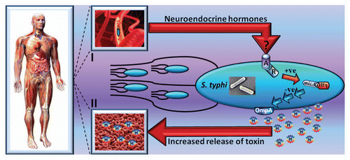 Figure 1 Diagrammatical illustration of the interaction between S. typhi and host neuroendocrine stress hormones in the human systemic circulation leading to hemolysis of red blood cells. Hormones are sensed by S. typhi in the circulation (I) via a pathway requiring the CpxAR bacterial two component sensory transduction system (A and R respectively). Molecular signaling increases levels of the small RNA chaperone protein Hfq and the small RNA micA, thus, lowering the concentration of the outer membrane protein OmpA. Consequently, there is augmented shedding of the toxin hemolysin E (H) in membrane vesicles and hemolysis of red blood cells (II). Some of the images used in this composite figure are freeware courtesy of www.sciencephoto.com and www.oxygen-review.com.