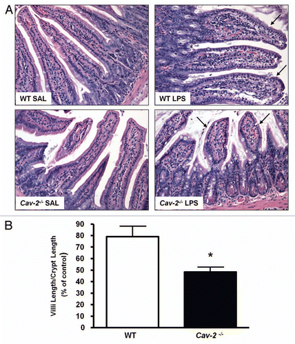 Figure 2 Cav-2-/- mice exhibit more tissue damage than WT mice in the ileum after LPS injection. (A) Groups of five mice for each genotype were intraperitoneally injected with saline or LPS (20 mg/kg). Organs were processed for histological analysis, and stained with hematoxilin and eosin. LPS-induced damage was observed in the ileum, characterized by shortened and distorted villi (arrows). (B) Damage was quantified by measuring the ratio of villi length over crypt length. LPS induced shortening and distortion of villi in WT and Cav-2-/- mice. This effect was more prominent in Cav-2-/- mice than wild-type mice (*p < 0.05).