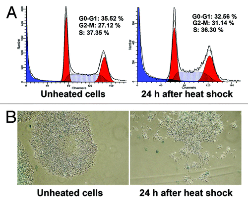 Figure 5. Heat shock did not induce hESC910 cell senescence. hESC 910 cells were heated at 45°C for 30 min and returned under normal conditions at 37°C for 24 h. Control and heated cells were assayed for cell cycle distribution and stained for expression of SA-β-Gal (A). Heat shock does not cause cell cycle arrest of hESC C910 cells. (B) Only single morphologically modified, probably, differentiated cells are SA-β-Gal-positive.