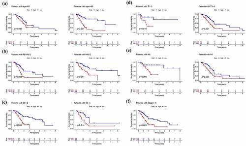 Figure 9. Subgroup analysis of the signature. Prognostic value of risk score in patients with different (a) ages (b) gender (c) grade(d) T stage (e) N stage (f) TMN stage